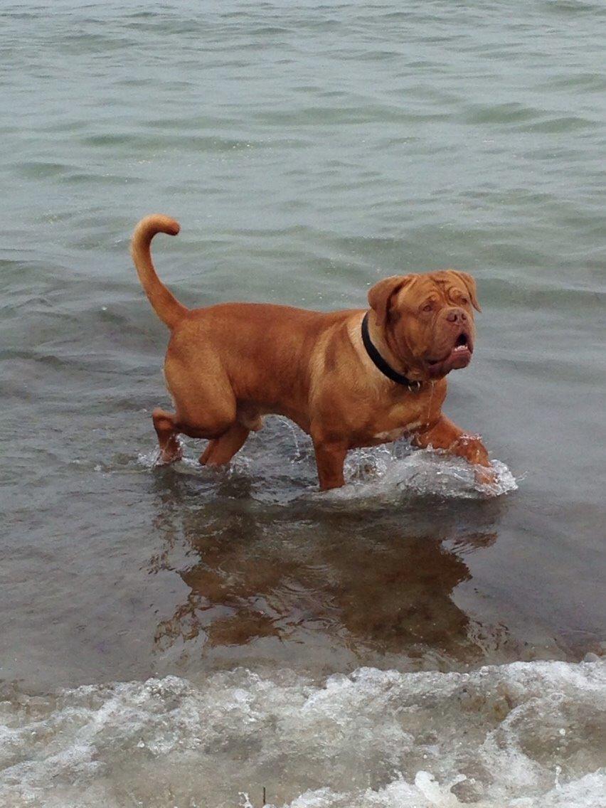 Dogue de bordeaux Butch billede 7