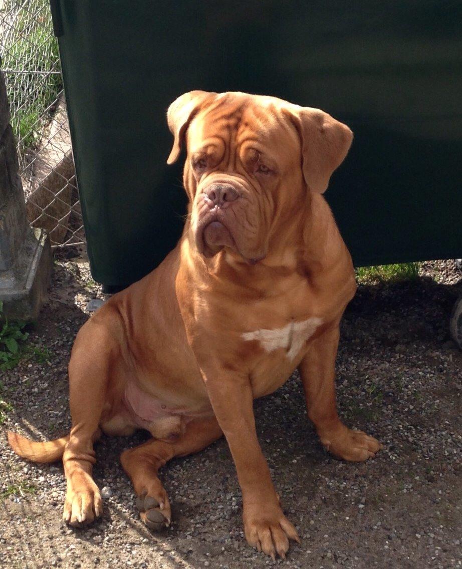 Dogue de bordeaux Butch billede 8