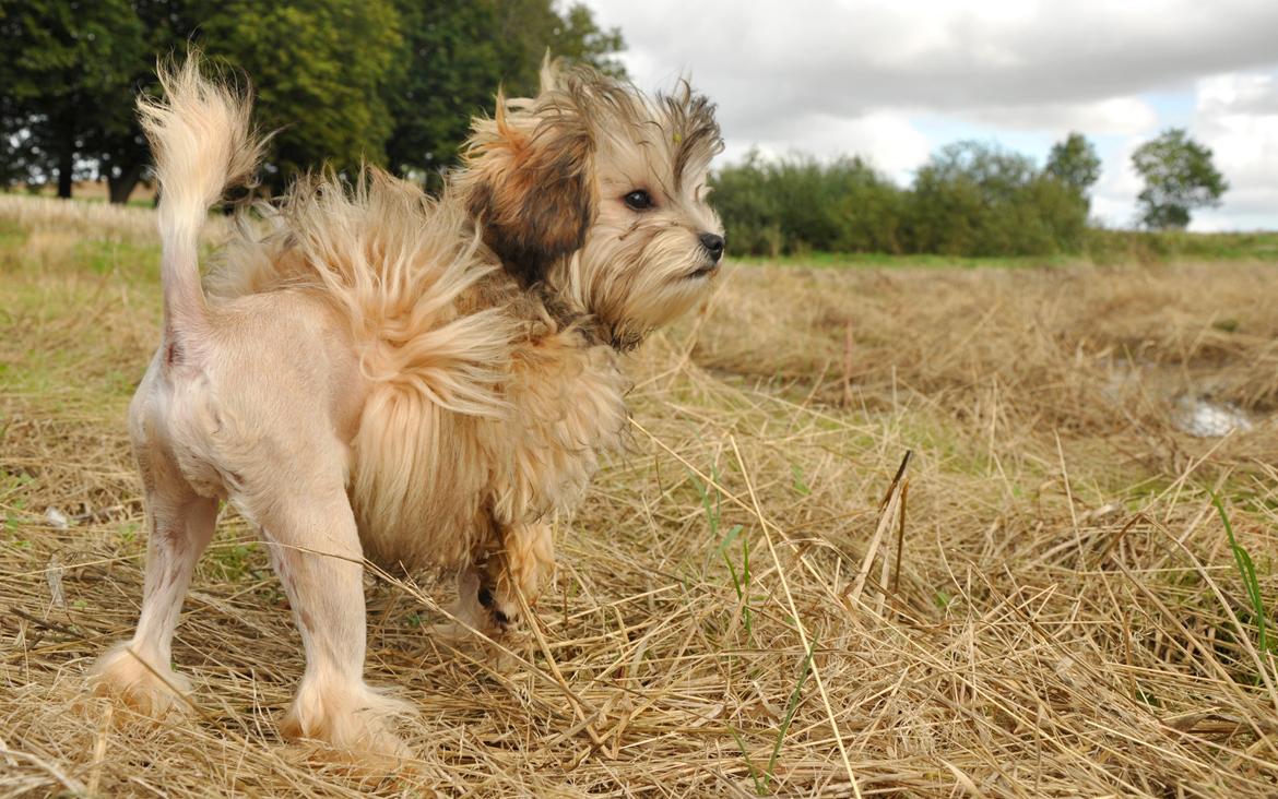 Løwchen Felix *Lions of Denmark Gipsy in gold* - Kaptajn nøgenmås bliver jeg kaldt!  billede 2