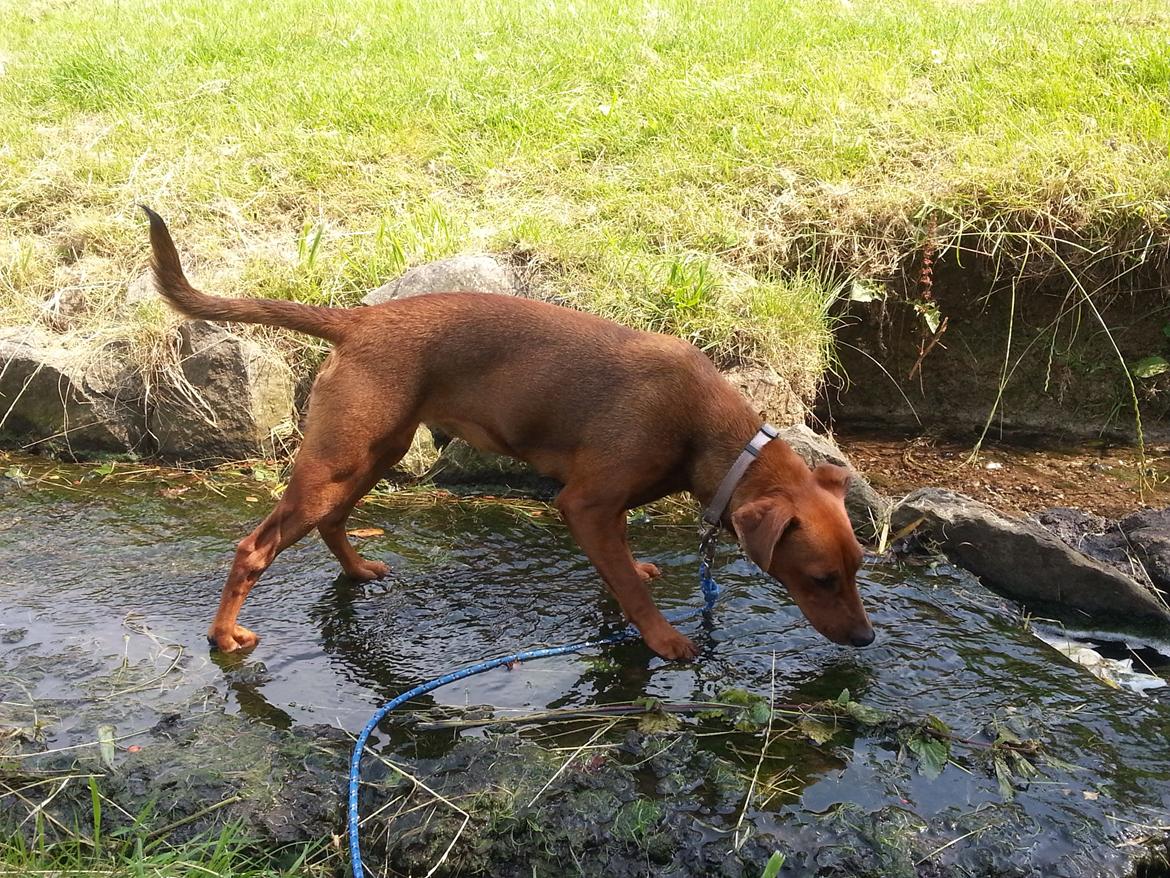 Tysk pinscher Tessa billede 11