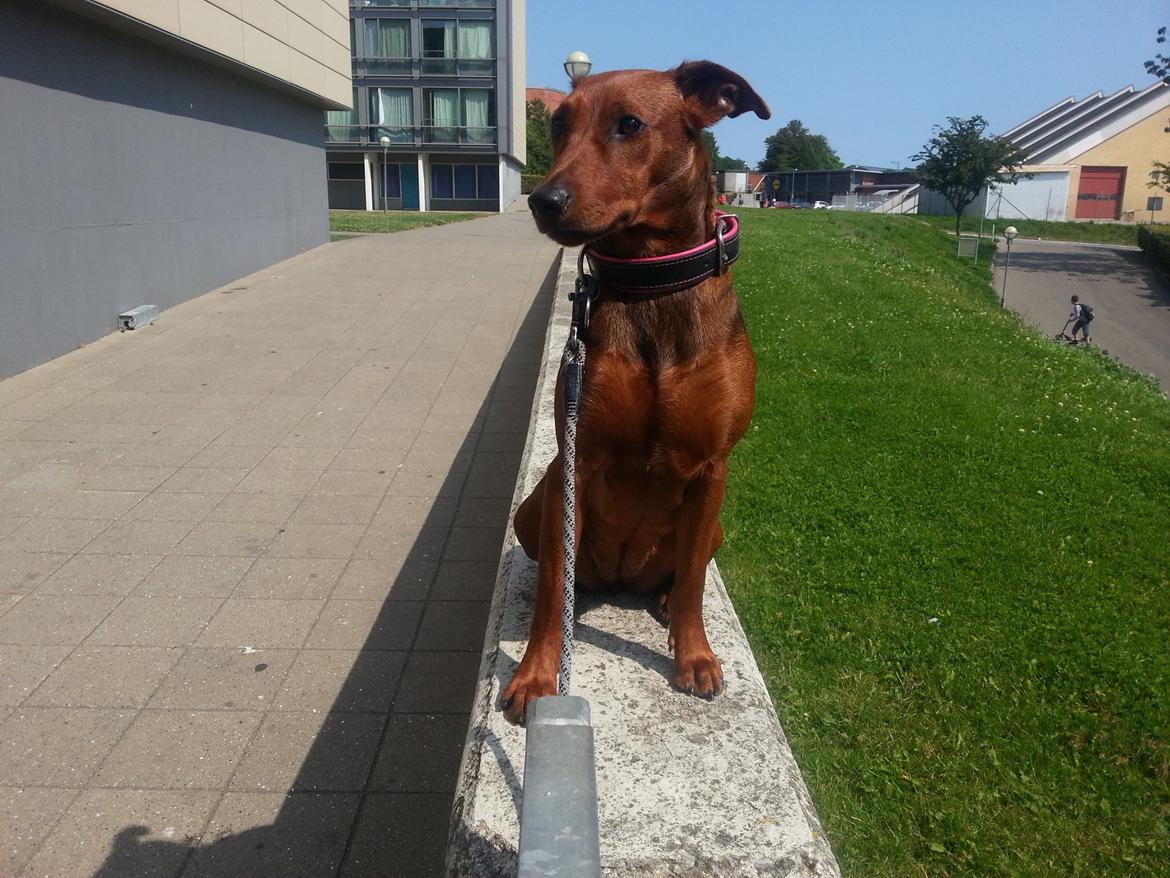 Tysk pinscher Tessa billede 13