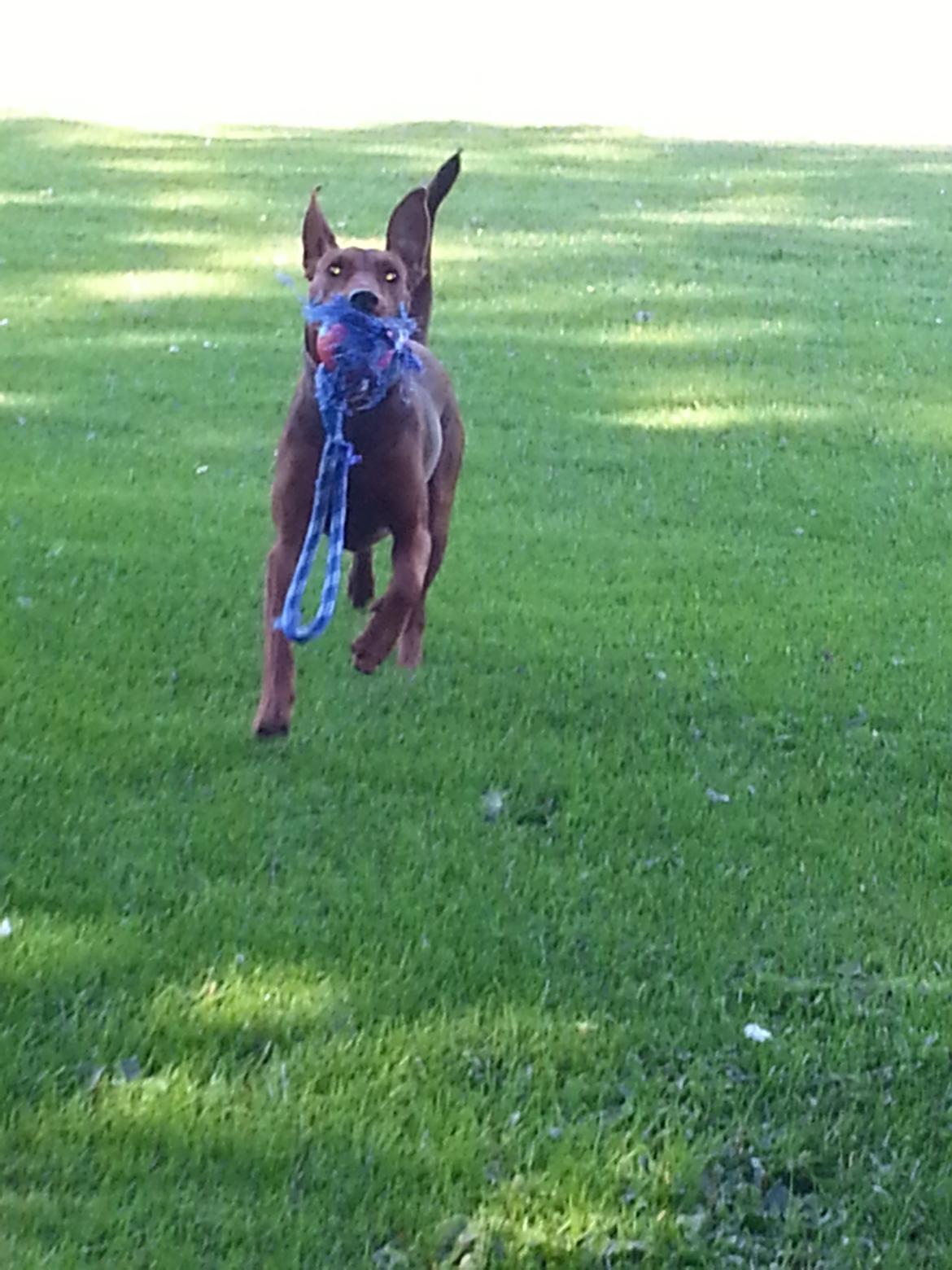 Tysk pinscher Tessa billede 14