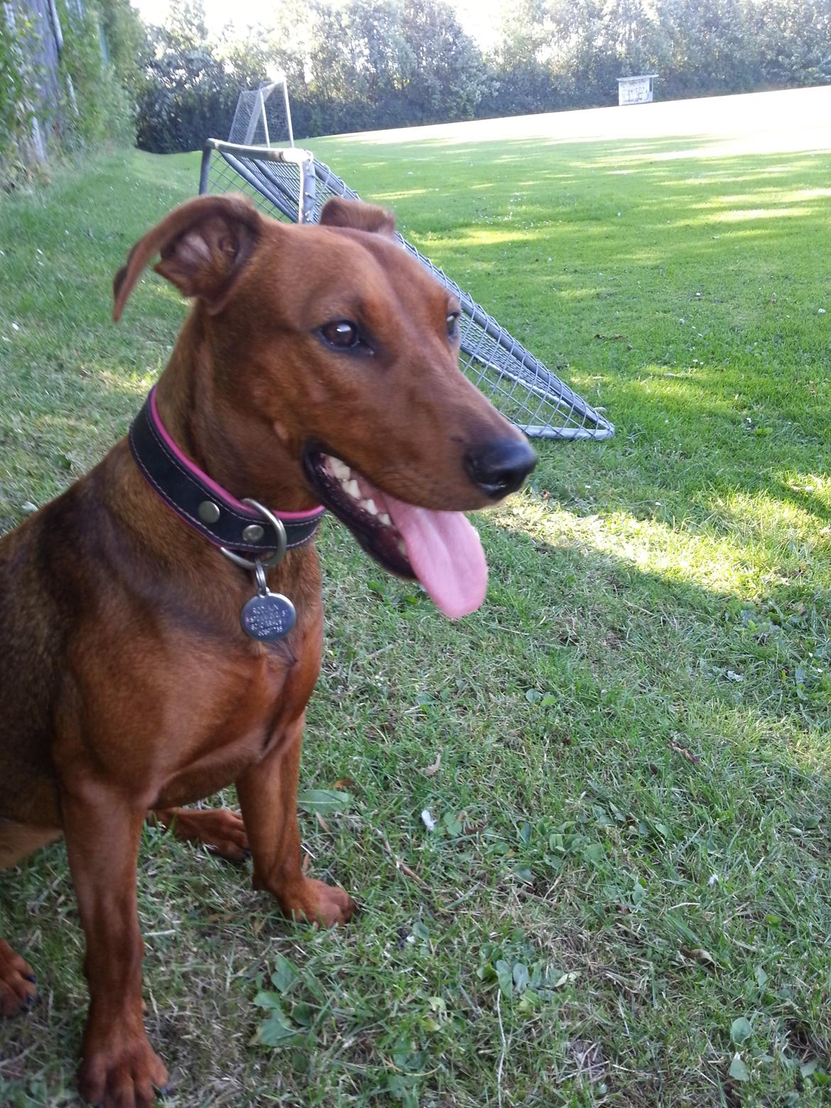 Tysk pinscher Tessa billede 15