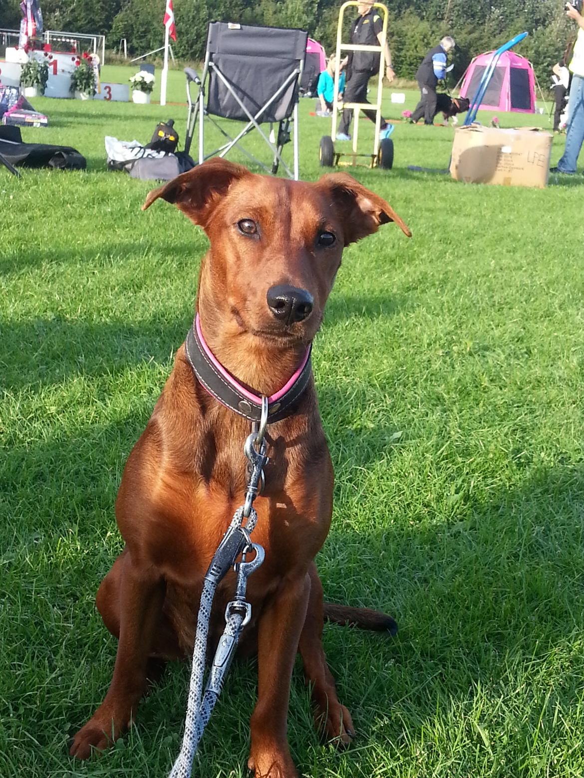 Tysk pinscher Tessa billede 16