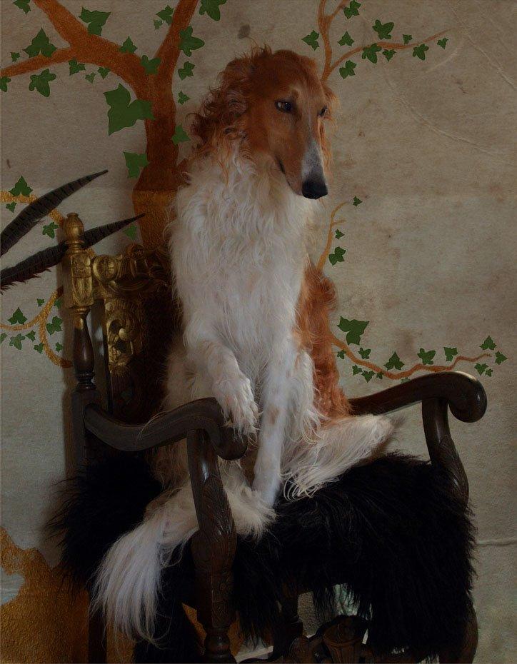 Borzoi - Kashmir 'Wild wind of Russia' billede 10