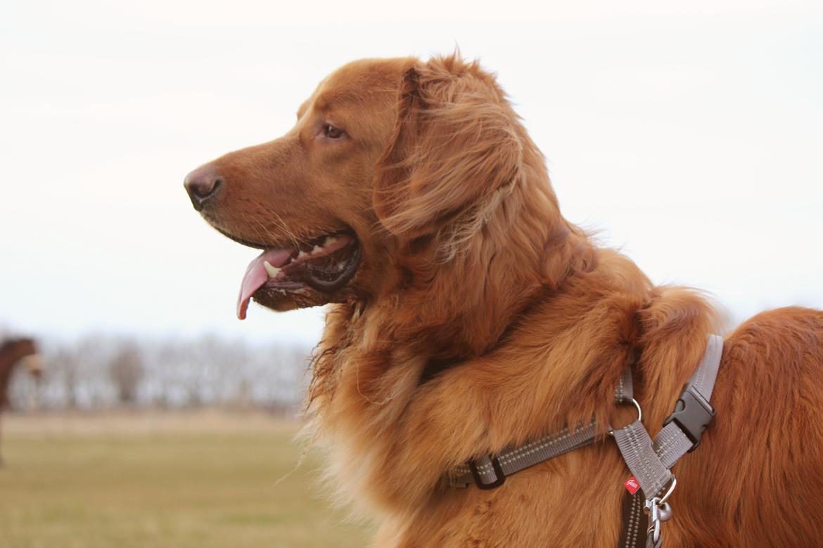 Hovawart Balou billede 2