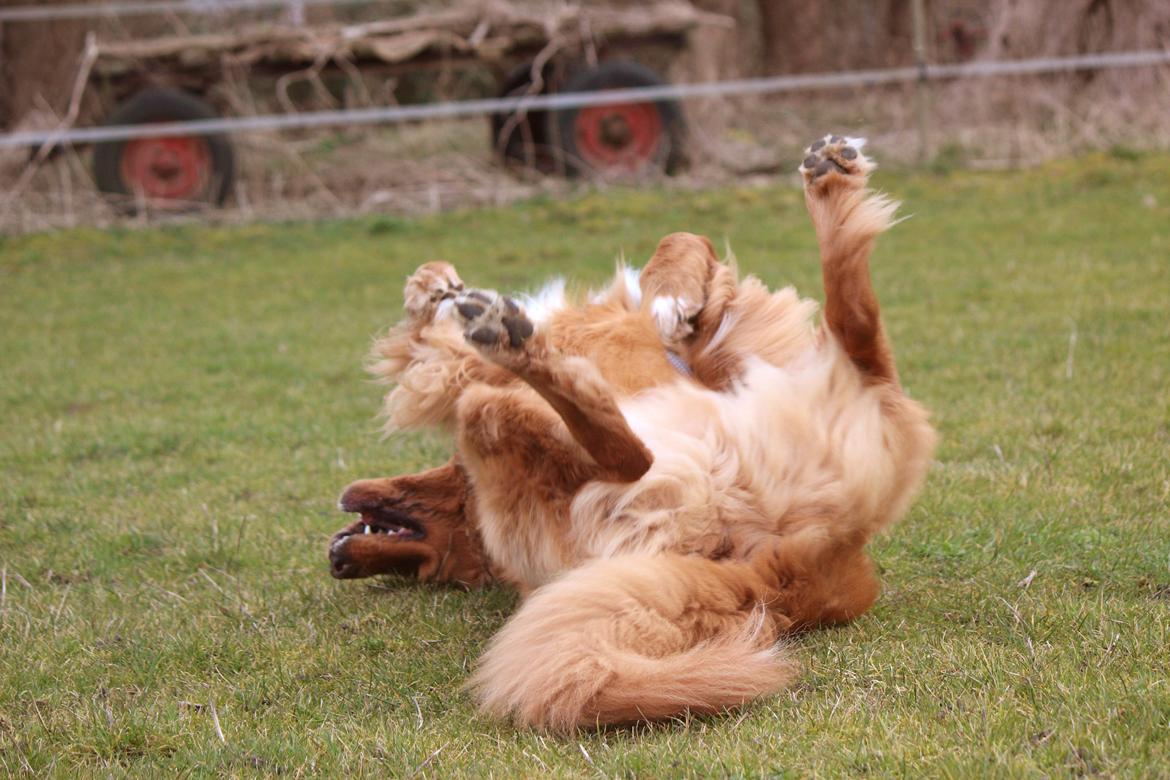 Hovawart Balou billede 4