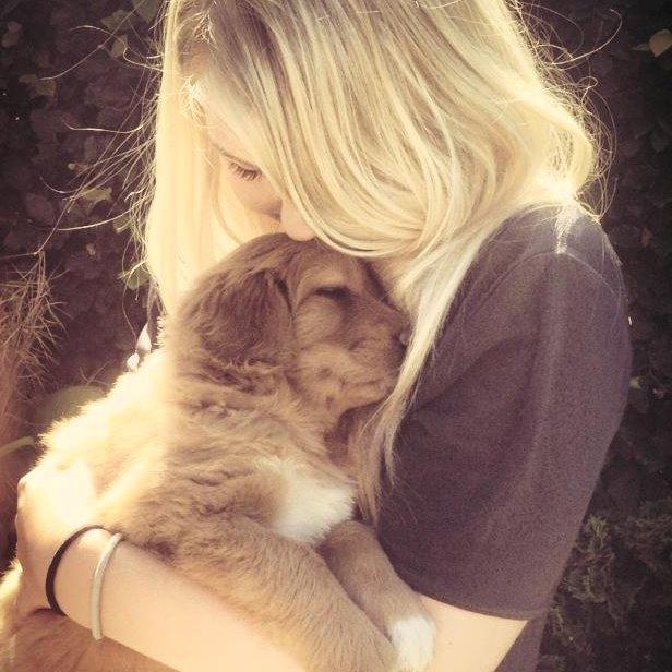 Hovawart Balou billede 9