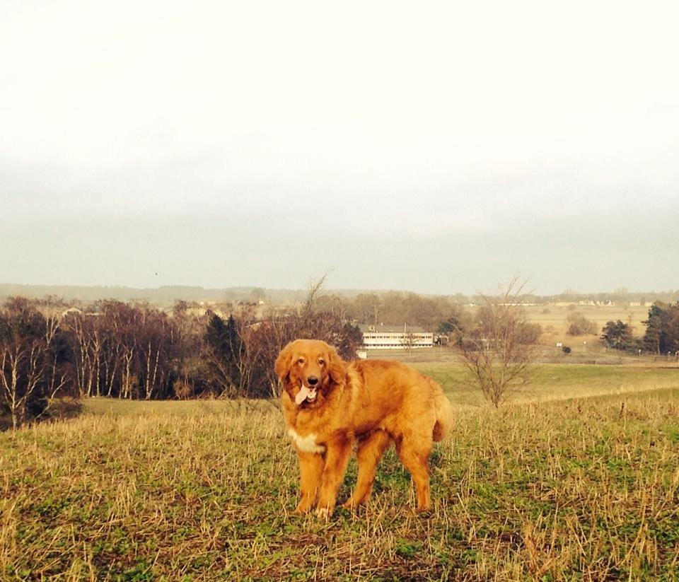 Hovawart Balou billede 12