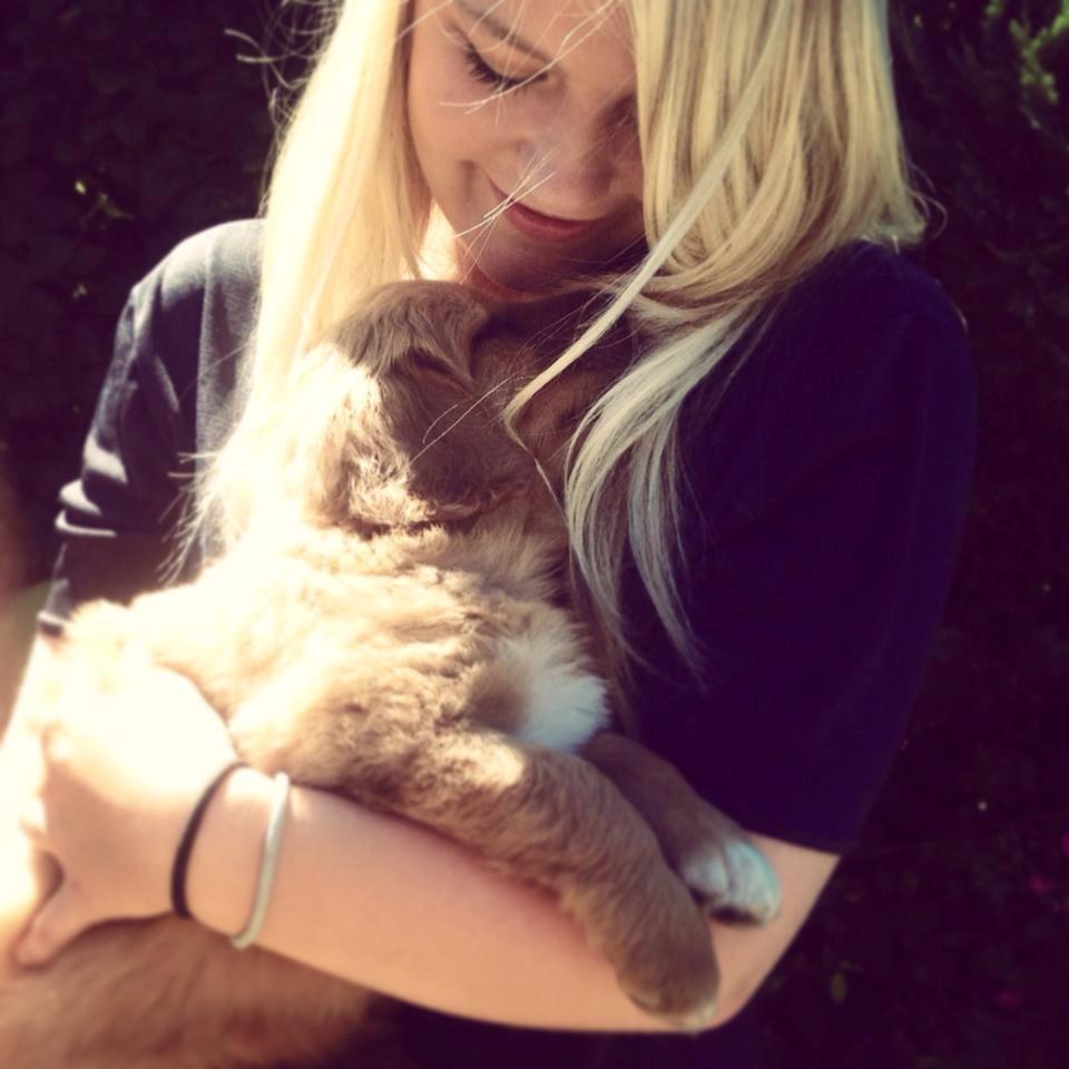 Hovawart Balou billede 8