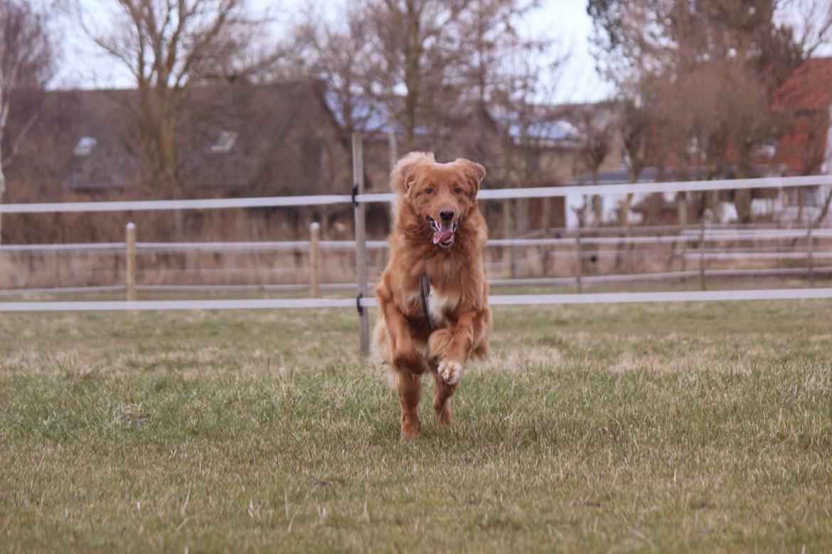 Hovawart Balou billede 16