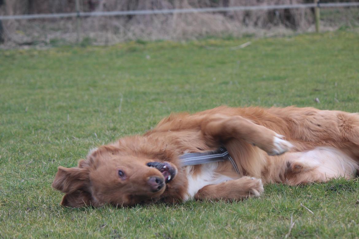 Hovawart Balou billede 17