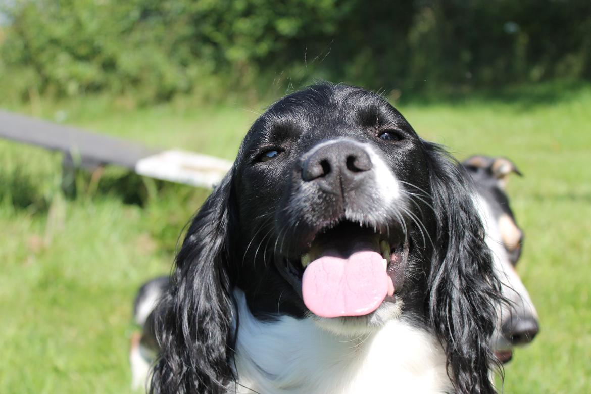 Engelsk springer spaniel Puk billede 20