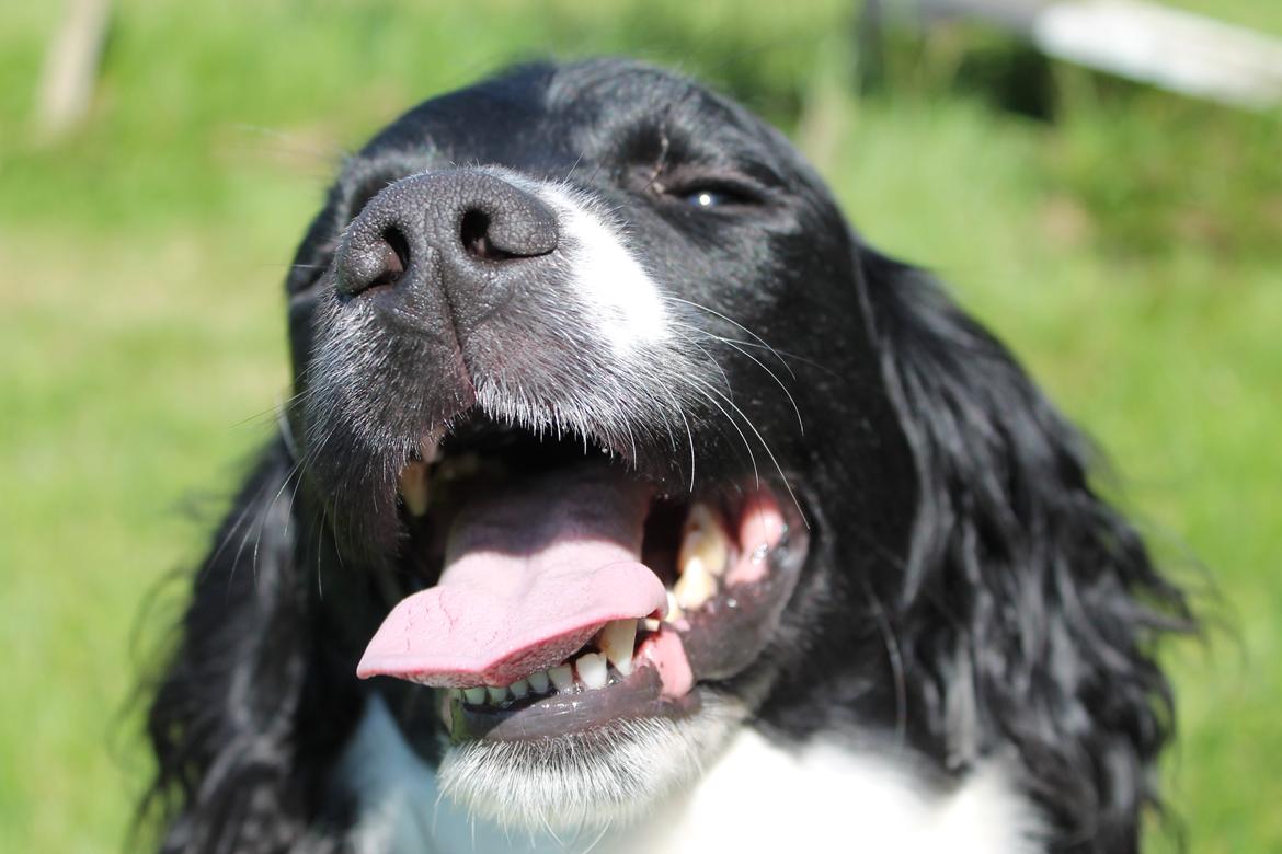 Engelsk springer spaniel Puk - Velkommen til min profil<3 Mit navn er Puk, og er er velkommen til at gikke jer omkring på min profil:-) billede 1