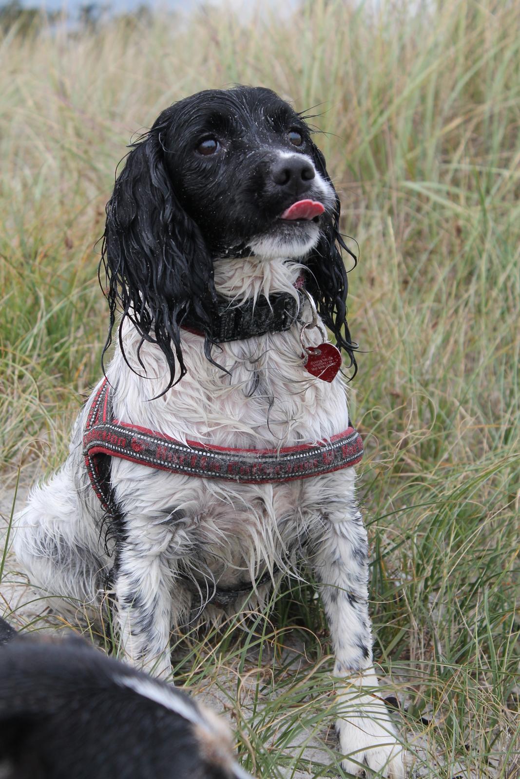 Engelsk springer spaniel Puk billede 22