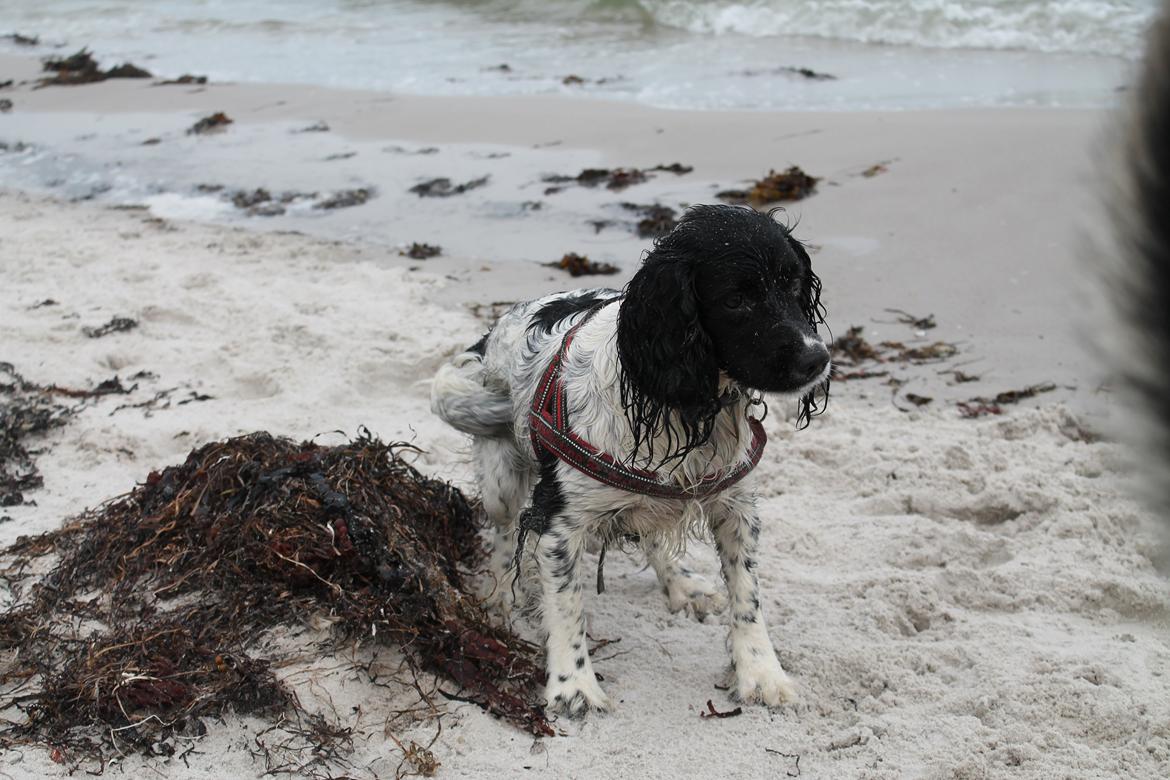 Engelsk springer spaniel Puk billede 23