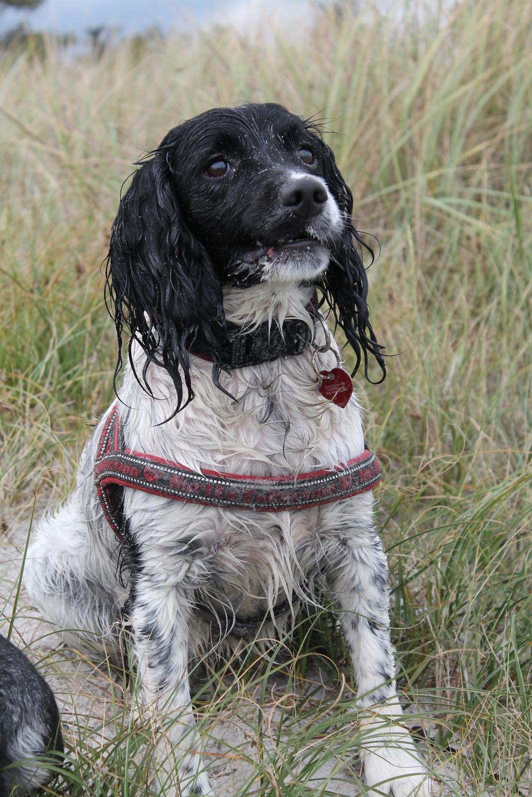 Engelsk springer spaniel Puk billede 21