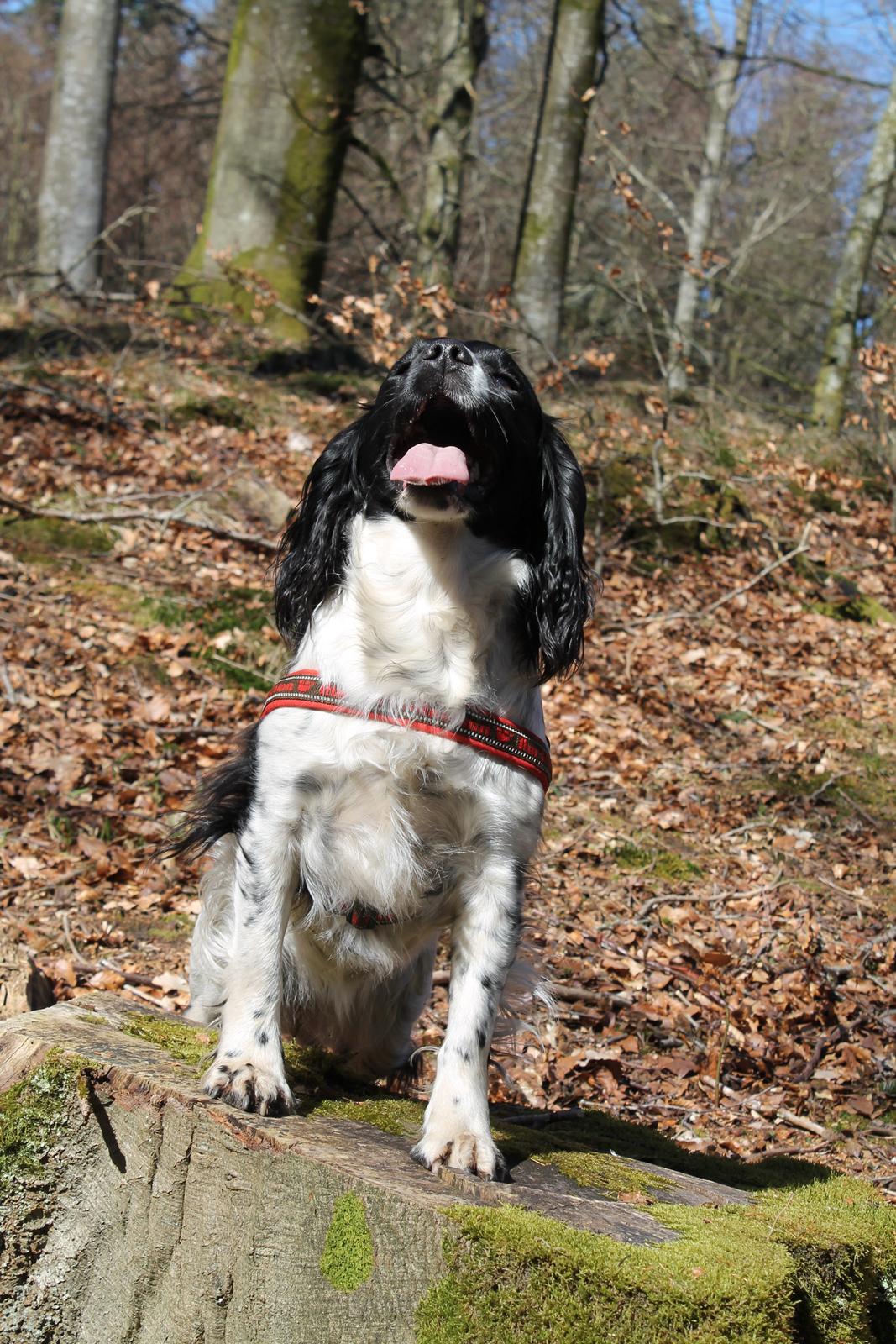 Engelsk springer spaniel Puk billede 24