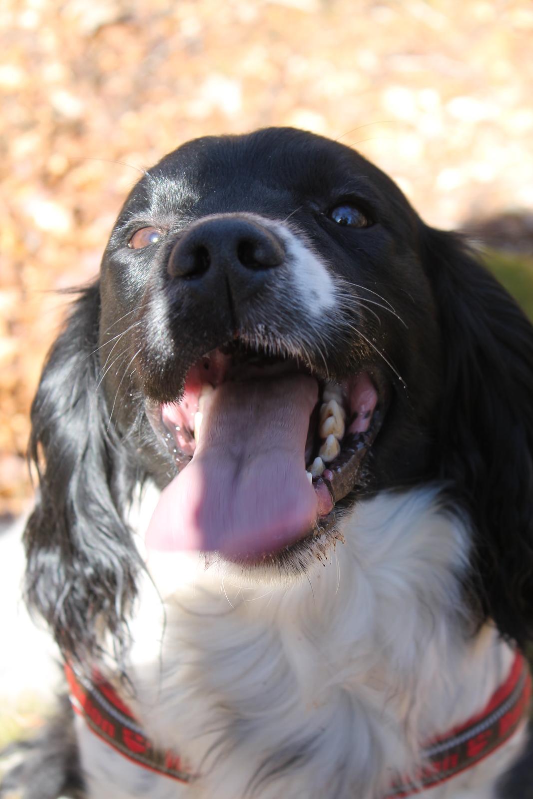 Engelsk springer spaniel Puk billede 25