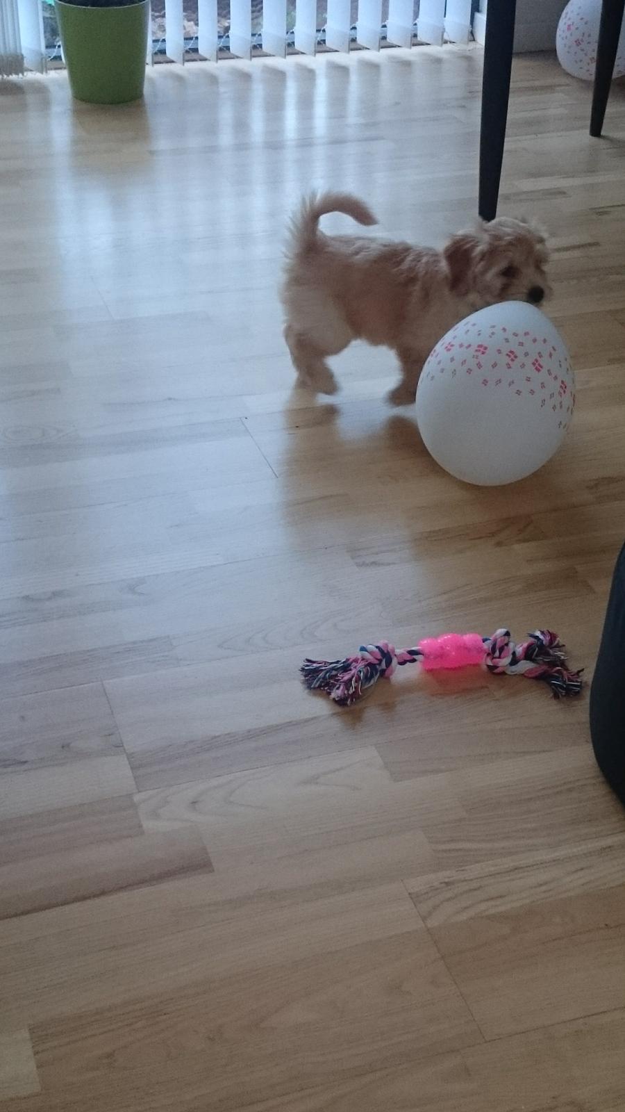 Blanding af racer Elsa billede 1