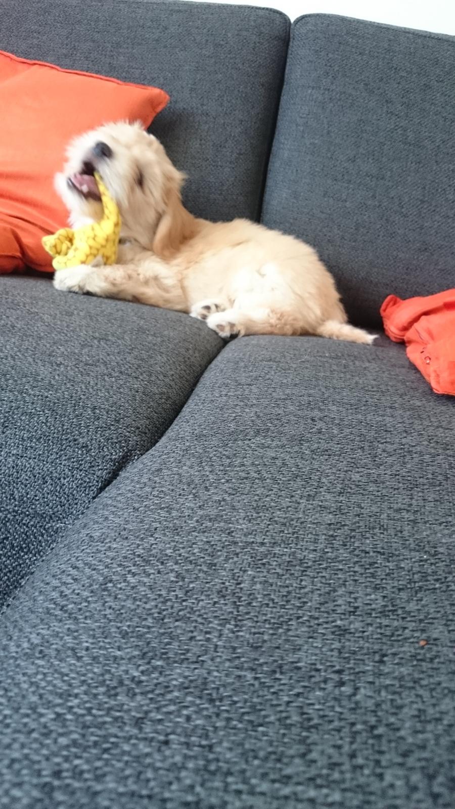 Blanding af racer Elsa billede 4