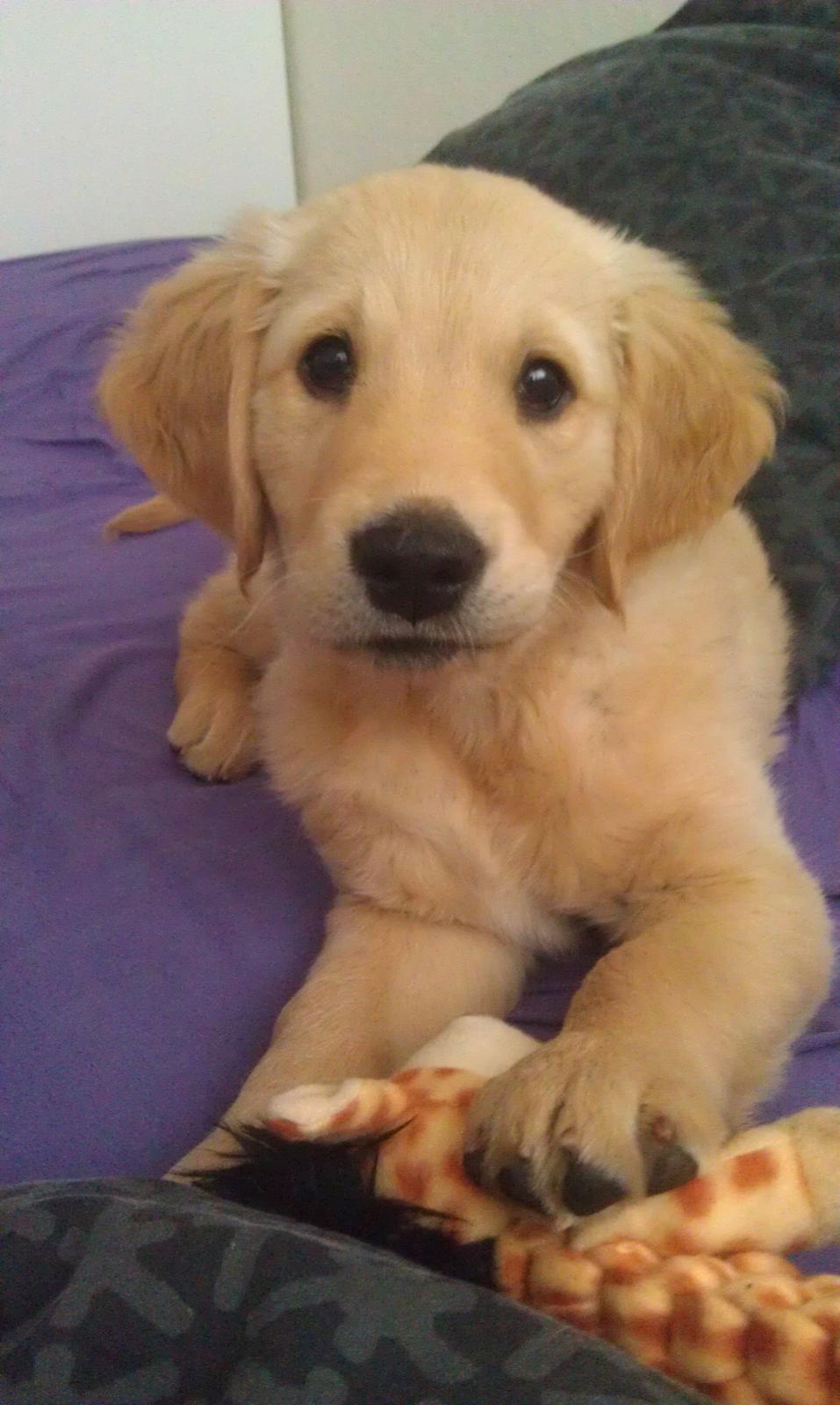 Golden retriever Mango billede 1