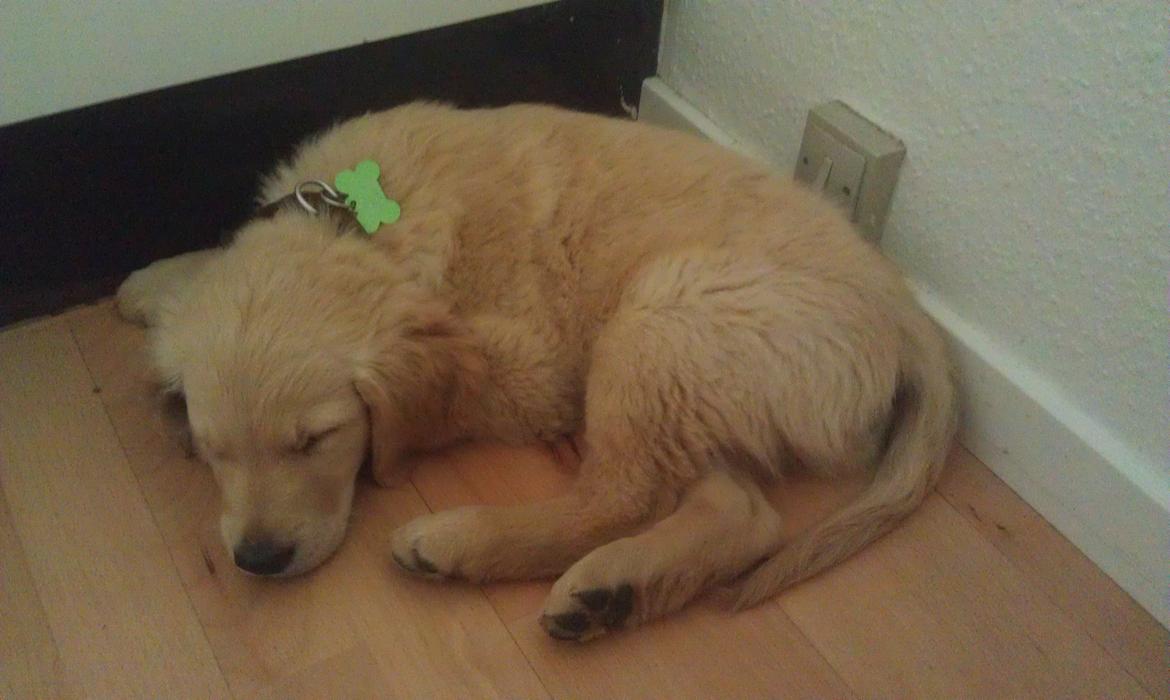 Golden retriever Mango billede 2