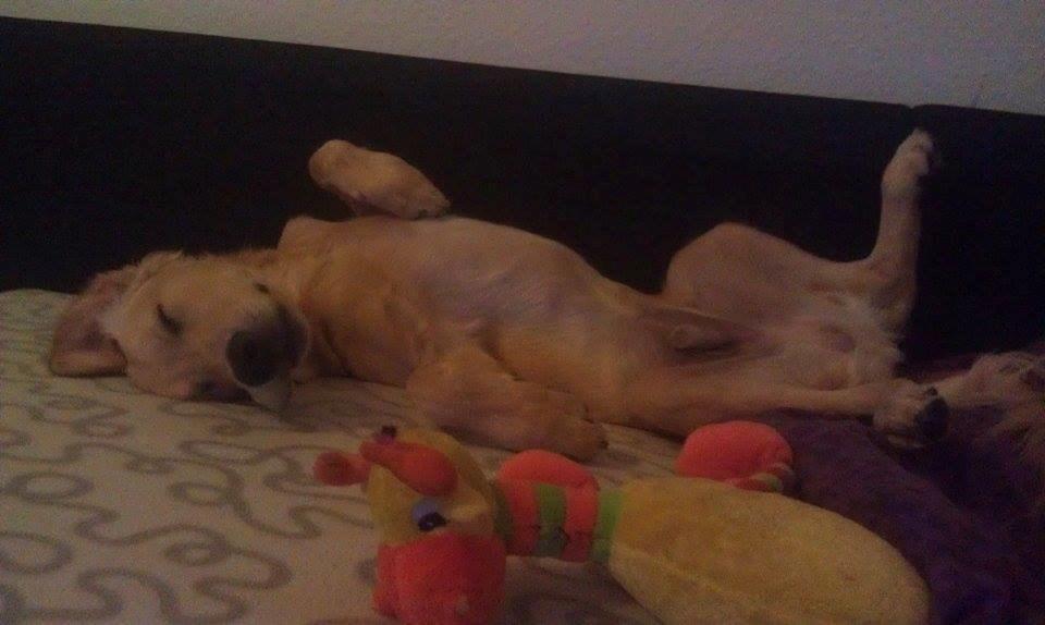 Golden retriever Mango billede 9