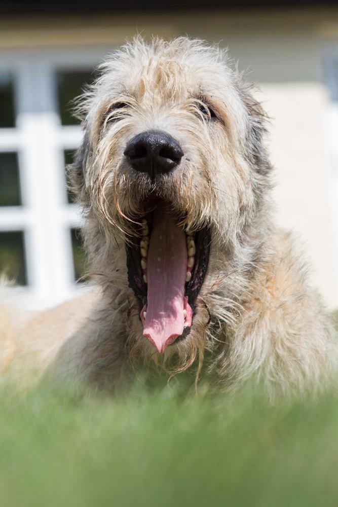 Irsk ulvehund Morgan - 30.08.2015, 3 år billede 1