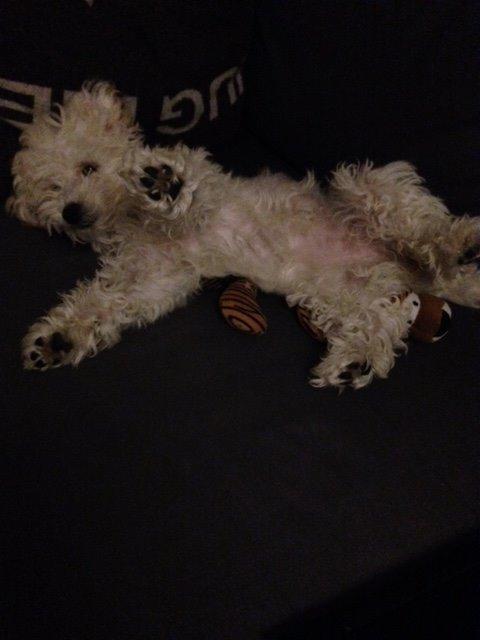 Blanding af racer Molly billede 6