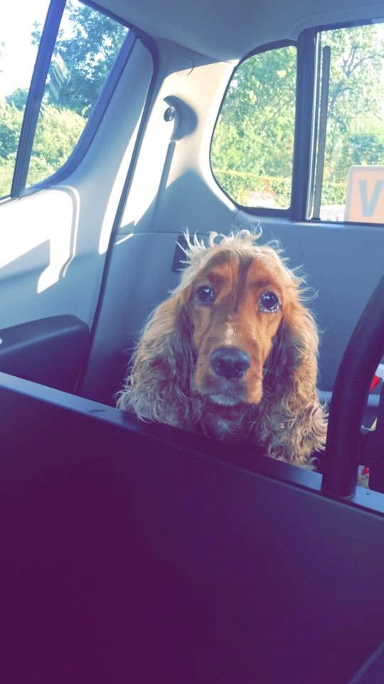 Cocker spaniel chanel (R.I.P. SMUKKE HUND billede 21