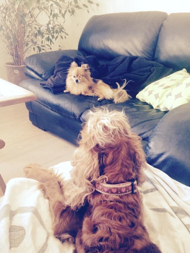 Cocker spaniel chanel (R.I.P. SMUKKE HUND billede 23