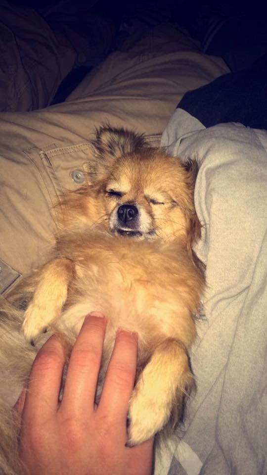 Blanding af racer Chanti billede 14