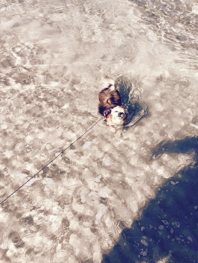 Blanding af racer Chanti billede 16