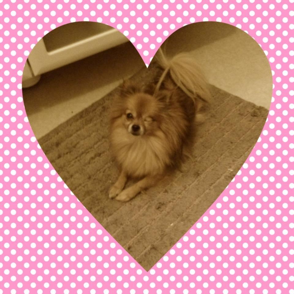 Blanding af racer Chanti billede 18