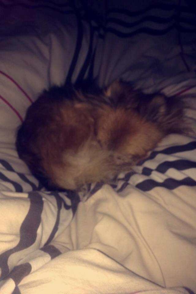 Blanding af racer Chanti billede 19