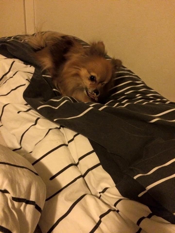 Blanding af racer Chanti billede 22