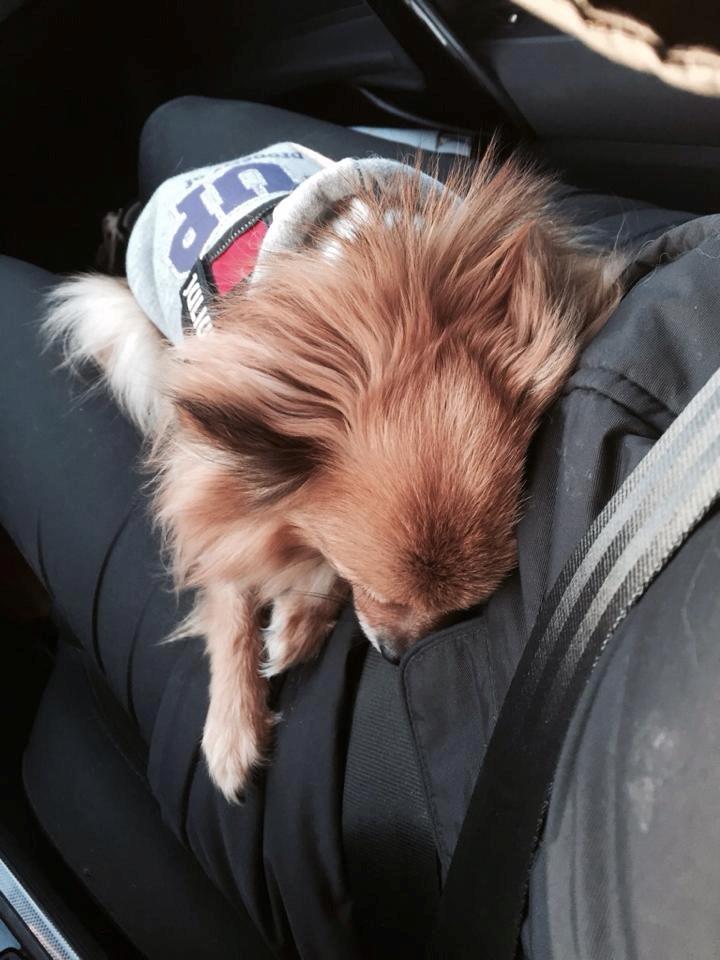 Blanding af racer Chanti billede 24