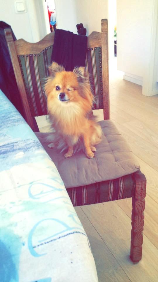 Blanding af racer Chanti billede 1