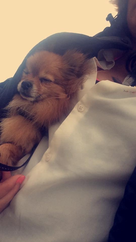 Blanding af racer Chanti billede 25