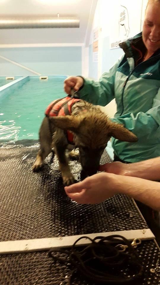 Schæferhund Nana billede 6