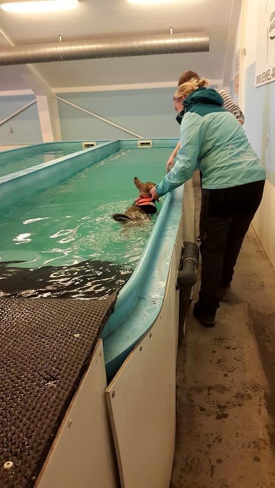 Schæferhund Nana billede 7