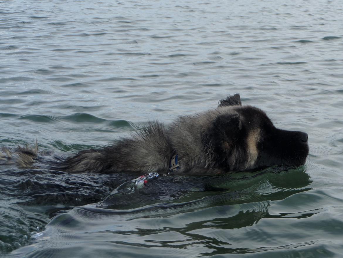 American Akita Akidan Breaking The Waves "RIKI" <3 - Riki erude at svømme i havet med mig :D sep 2015 billede 2