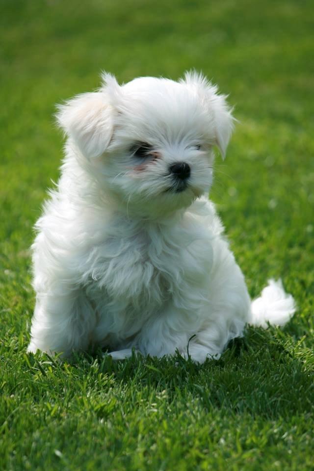 Malteser La Maison de Manon au Clair de Lune billede 3