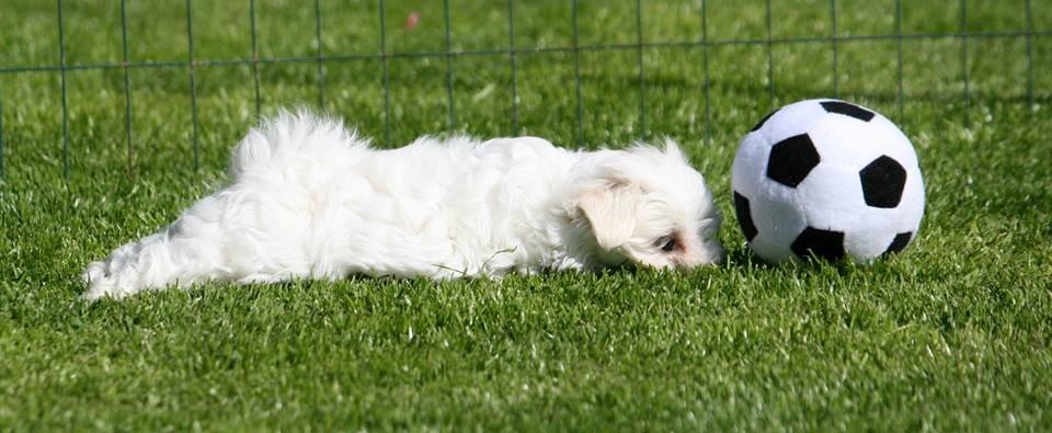 Malteser La Maison de Manon au Clair de Lune billede 5