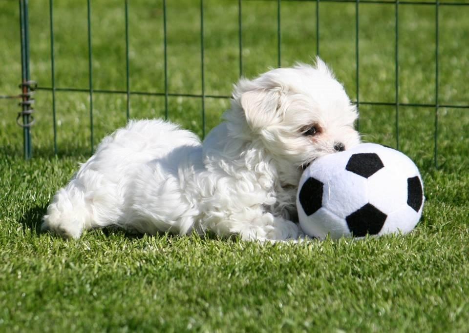 Malteser La Maison de Manon au Clair de Lune billede 2
