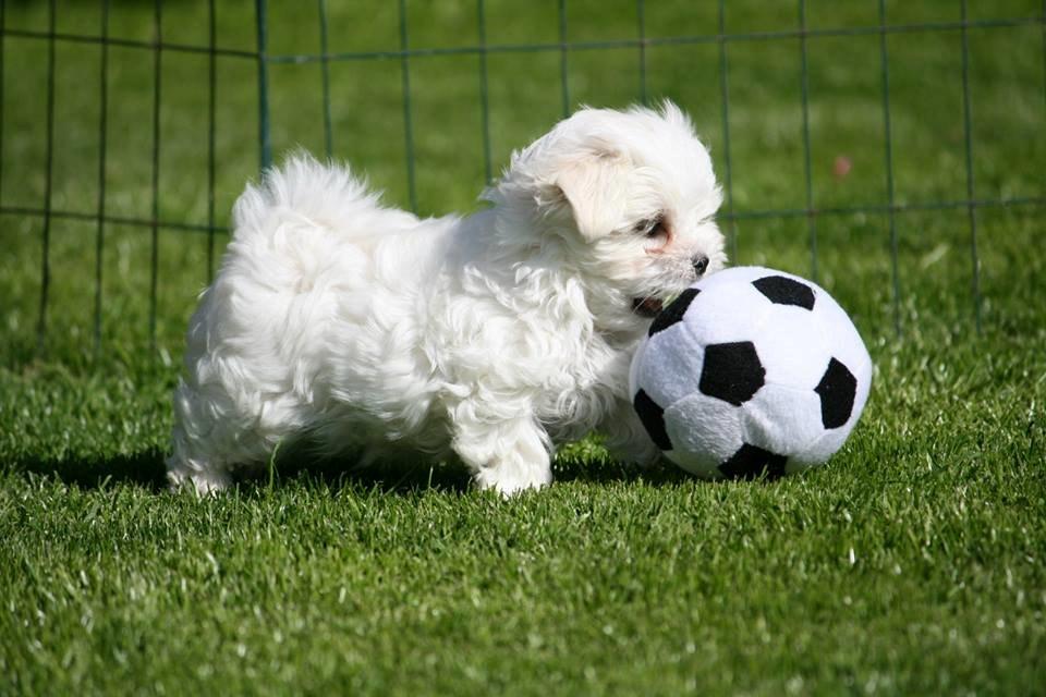 Malteser La Maison de Manon au Clair de Lune billede 1