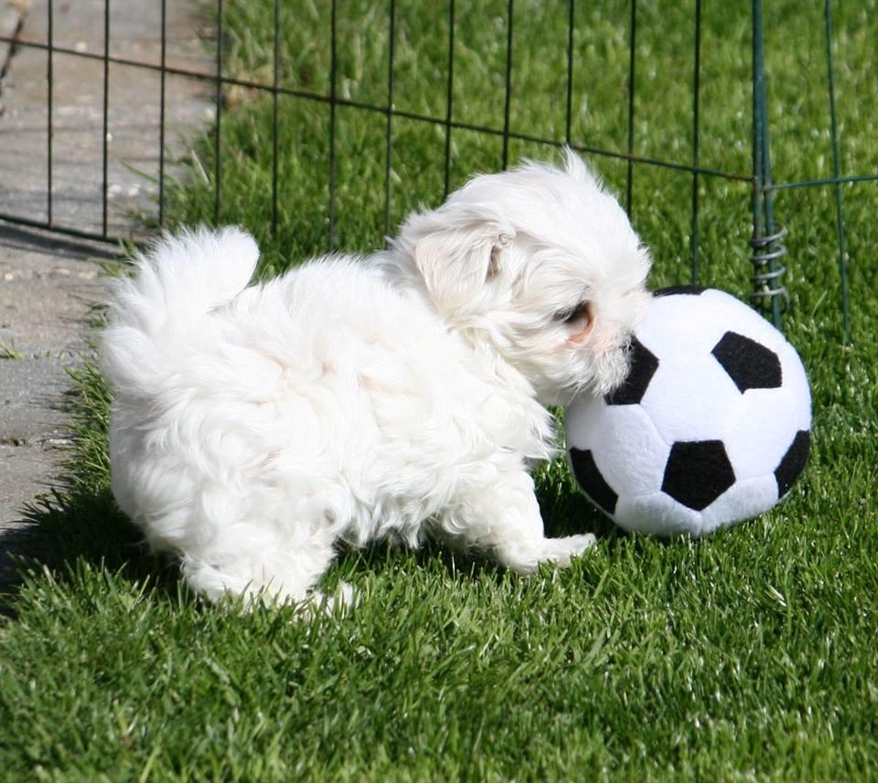 Malteser La Maison de Manon au Clair de Lune billede 8