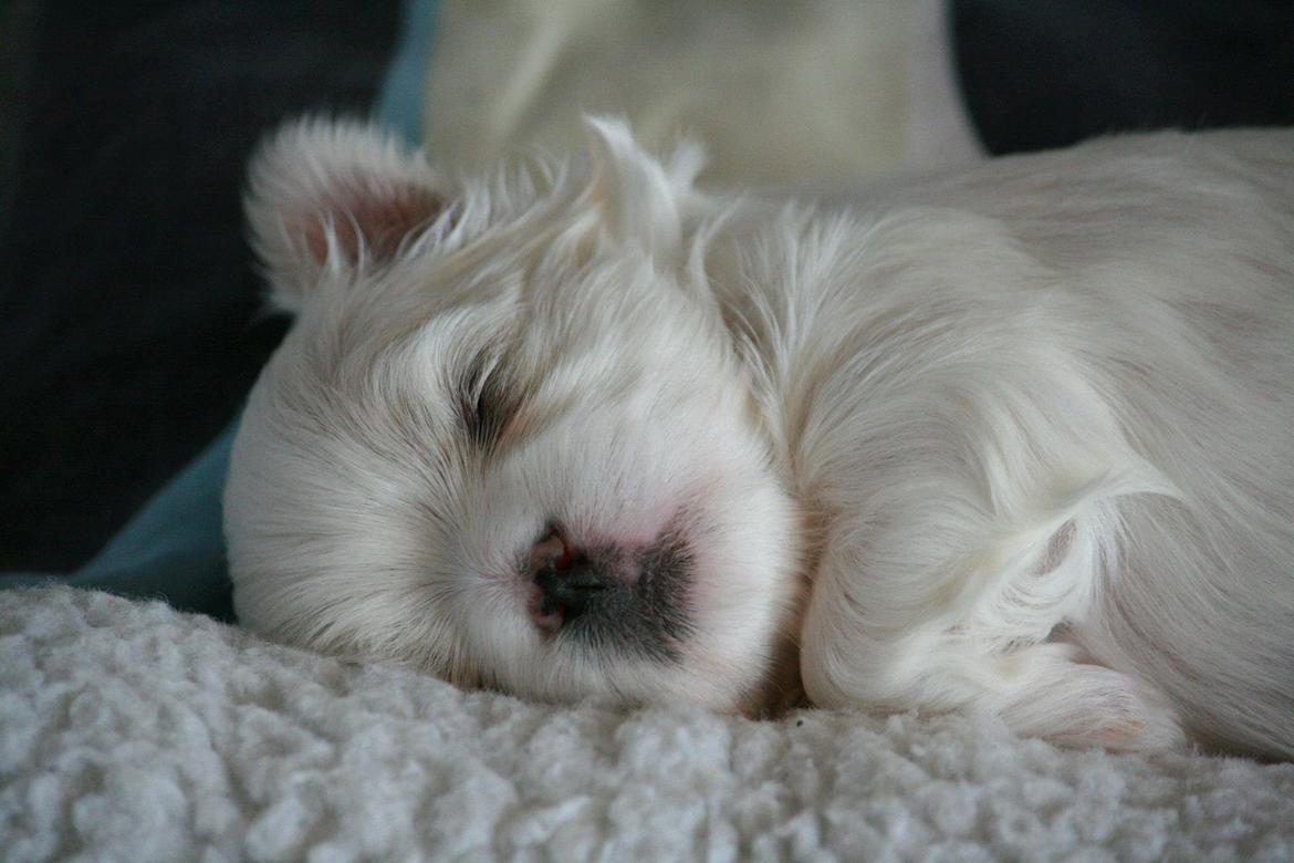 Malteser La Maison de Manon au Clair de Lune billede 9