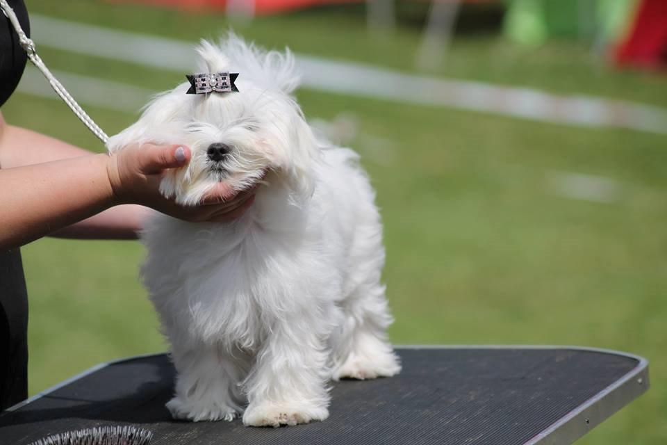 Malteser La Maison de Manon au Clair de Lune billede 18
